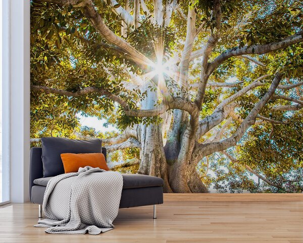 Carta da parati Un albero maestoso alla luce del sole, Carta da parati Natura, Carta da parati popolare, u01271 - Tapeko.it