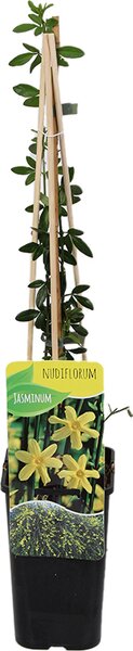 Jasminum nudiflorum, gelsomino invernale, colore giallo, altezza 70-80 cm, vaso da 15 cm