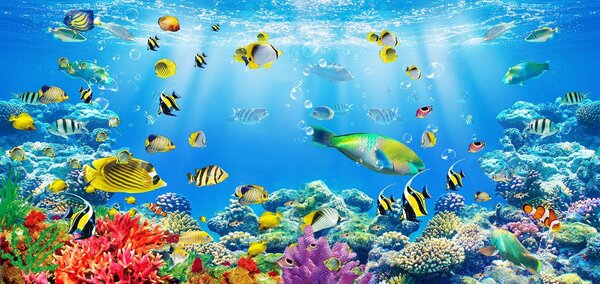 Carta da parati Gruppo di pesci che nuotano nell'acqua, Carta da parati Mare, Carta da parati popolare, u26629 - Tapeko.it