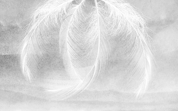 Carta da parati Delicate piume in una luce soffusa, Carta da parati le piume, Carta da parati popolare, u37714 - Tapeko.it