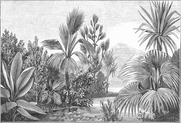 Carta da parati Disegno in bianco e nero di una foresta tropicale, Carta da parati popolare, Carta da parati popolare, u52597 - Tapeko.it