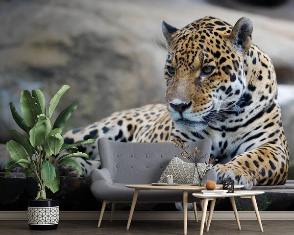 Carta da parati Leopardo sdraiato su una superficie di legno, Carta da parati Gatti, Carta da parati popolare, u55313 - Tapeko.it