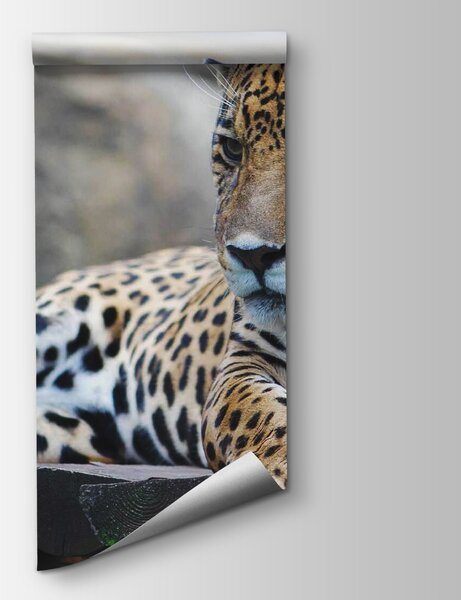 Carta da parati Leopardo sdraiato su una superficie di legno, Carta da parati Gatti, Carta da parati popolare, u55313 - Tapeko.it