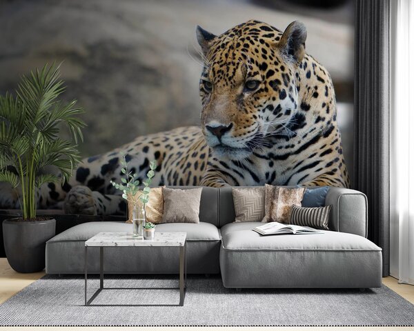 Carta da parati Leopardo sdraiato su una superficie di legno, Carta da parati Gatti, Carta da parati popolare, u55313 - Tapeko.it