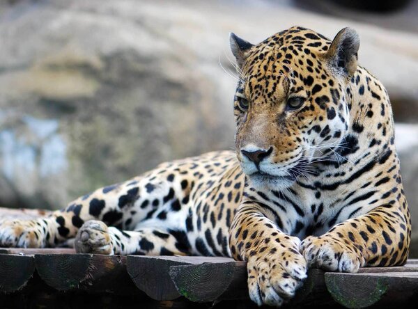 Carta da parati Leopardo sdraiato su una superficie di legno, Carta da parati Gatti, Carta da parati popolare, u55313 - Tapeko.it