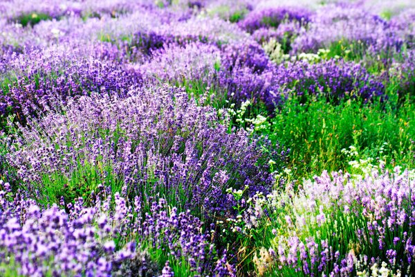 Carta da parati Campo di fiori viola, Carta da parati Natura, Carta da parati popolare, u57293 - Tapeko.it