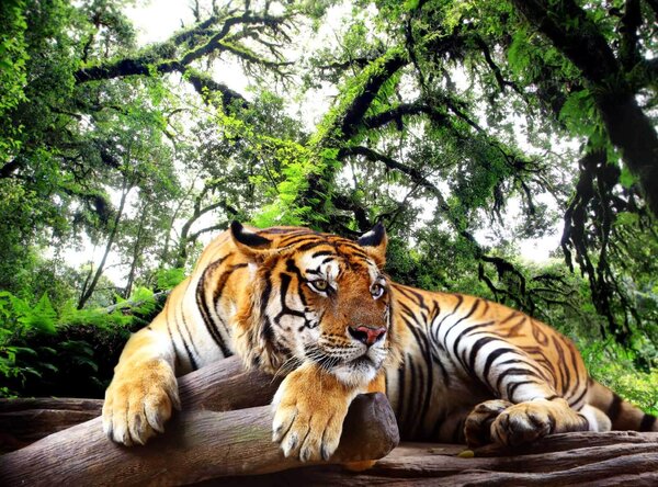 Carta da parati Tigre sdraiata su un tronco, Carta da parati Natura, Carta da parati popolare, u57805 - Tapeko.it