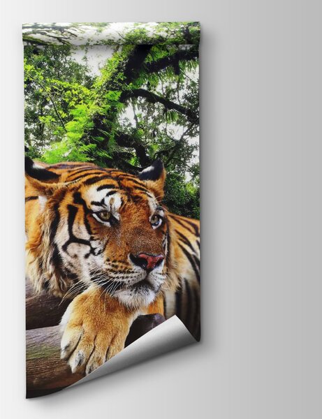 Carta da parati Tigre sdraiata su un tronco, Carta da parati Natura, Carta da parati popolare, u57805 - Tapeko.it