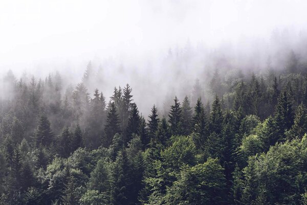 Carta da parati Foresta di alberi con nebbia, Carta da parati Natura, Carta da parati popolare, u62724 - Tapeko.it