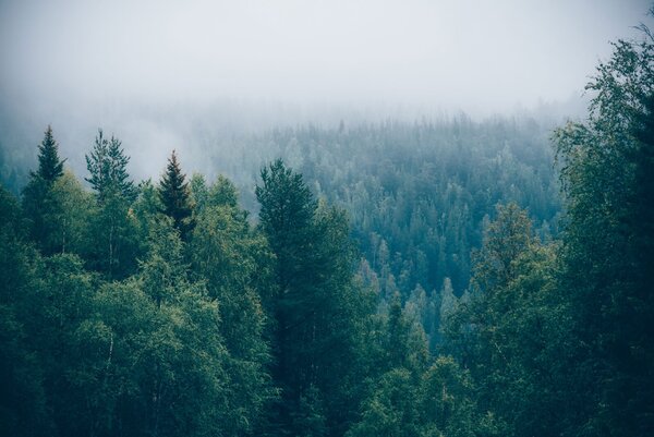 Carta da parati Foresta di alberi con nebbia, Carta da parati Natura, Carta da parati popolare, u74236 - Tapeko.it