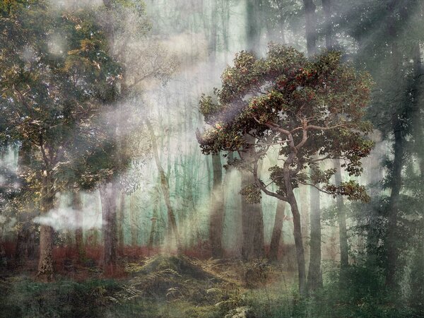 Carta da parati Foresta nebbiosa con alberi e nebbia, Carta da parati Natura, Carta da parati popolare, u80281 - Tapeko.it
