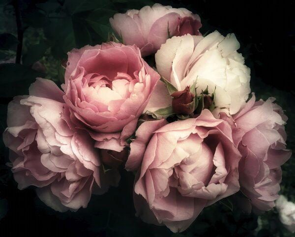 Carta da parati Peonie in ombra rosa, Rose, Fiori e botanica, u08062 - Tapeko.it