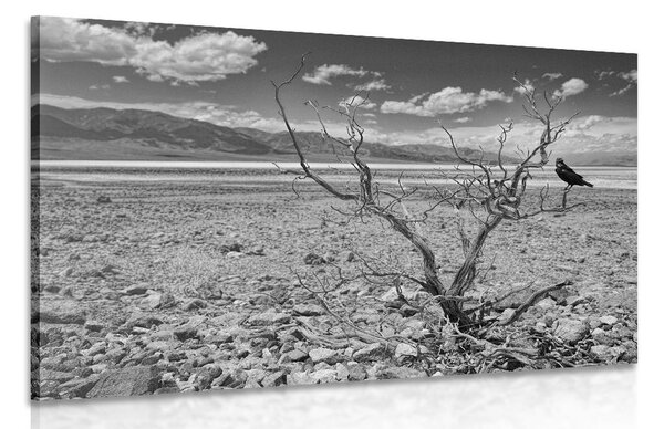 Quadri paesaggio arido in bianco e nero - 90x60