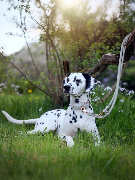 Collare per cani in pelle fatto a mano Amici