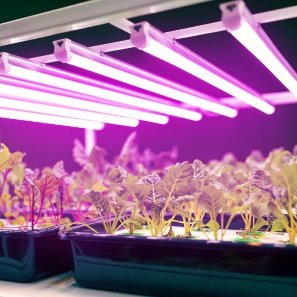 Lampada LED per coltivazione GROWLY LED/9W/230V bianco