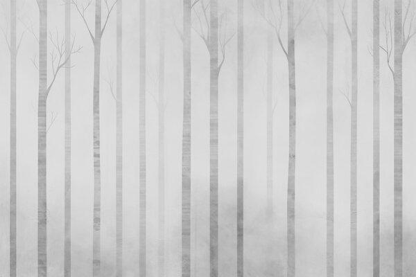 Carta da parati Gruppo di alberi nella nebbia, Carta da parati Foresta Betulle, Carta da parati popolare, w03386 - Tapeko.it