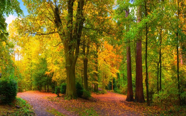 Carta da parati Inizio autunno, Carta da parati Foresta, u08547 : Uwalls.it