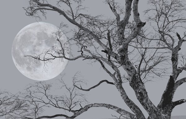 Carta da parati Cielo, luna e mondo, Carta da parati Natura, u19208 : Uwalls.it