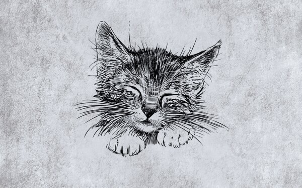 Carta da parati Gatto, felino dai carnivori, Carta da parati Animali, u43536 : Uwalls.it