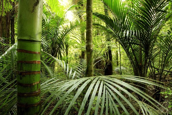 Carta da parati Il verde lussureggiante di una fitta foresta, Carta da parati Natura, u56916 : Uwalls.it