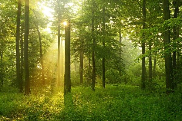 Carta da parati Silenzio nella foresta soleggiata, Carta da parati Natura, u57295 : Uwalls.it