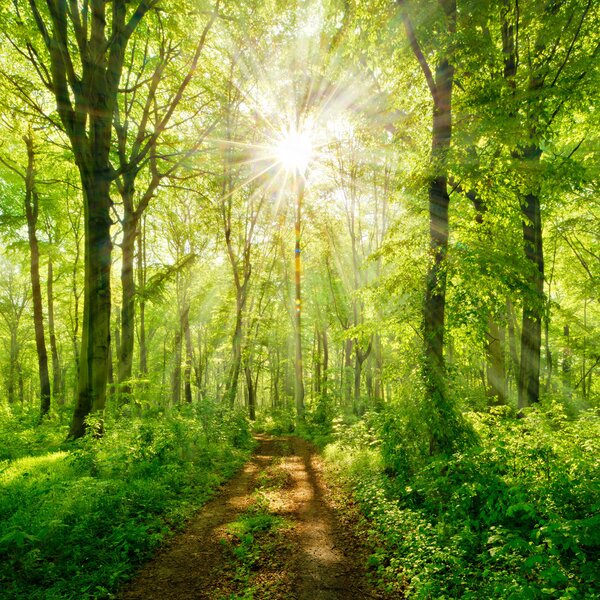 Carta da parati Percorso nella foresta soleggiata, Carta da parati Natura, u22252 : Uwalls.it
