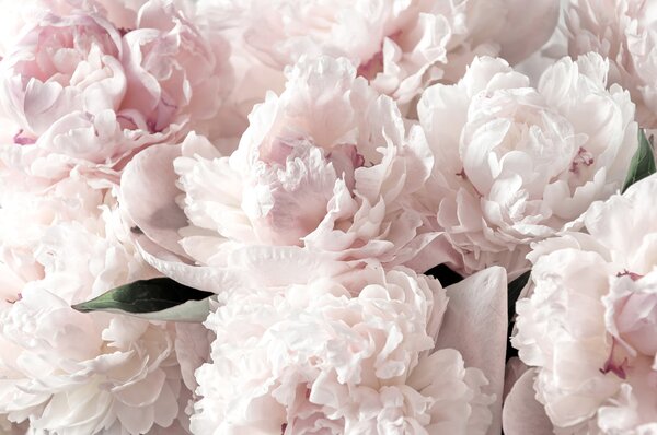 Carta da parati Peonie rosa pallido, Carta da parati Floreale, u59600 : Uwalls.it