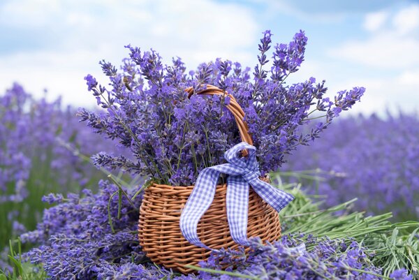 Carta da parati Cesto con lavanda, Carta da parati Floreale, u92974 : Uwalls.it