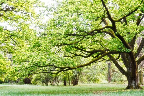 Carta da parati Pianta, paesaggio verde e naturale, Carta da parati Foresta, Carta da parati Alberi, u55659 : Uwalls.it