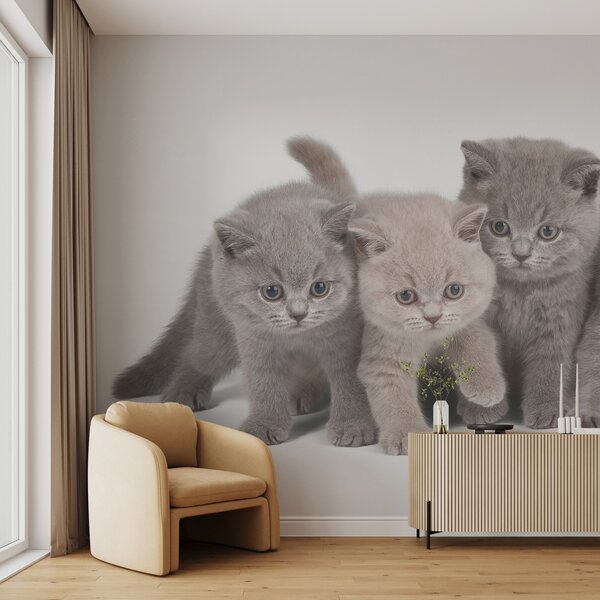 Carta da parati Occhio, gatto e carnivoro, Carta da parati Animali, u55076 : Uwalls.it