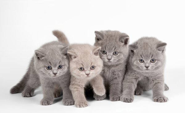 Carta da parati Occhio, gatto e carnivoro, Carta da parati Animali, u55076 : Uwalls.it