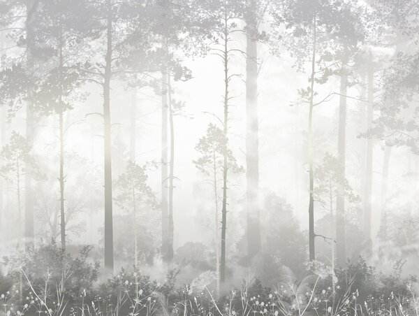 Carta da parati Foresta nella nebbia, Carta da parati Foresta, Carta da parati Foresta Nebbiosa, u94439 : Uwalls.it