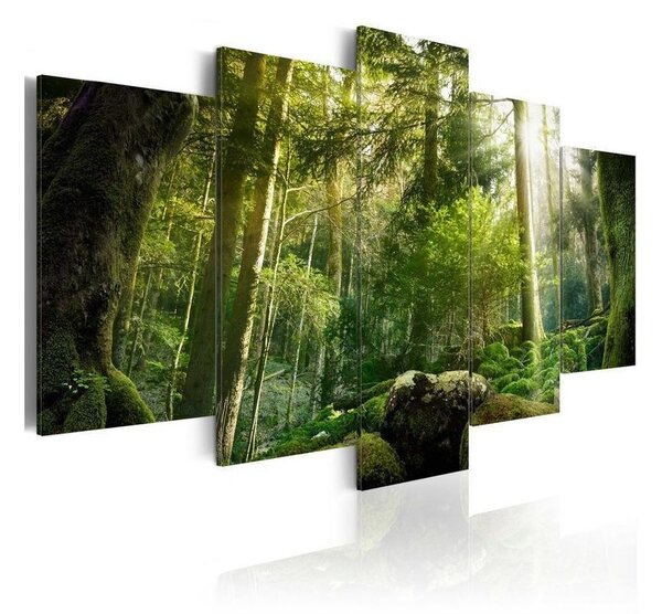 Quadro Fascino della foresta