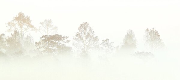 Carta da parati Siluetta di un boschetto di alberi nella fitta nebbia, Carta da parati Foresta, Carta da parati Foresta Nebbiosa, u97405 : Uwalls.it
