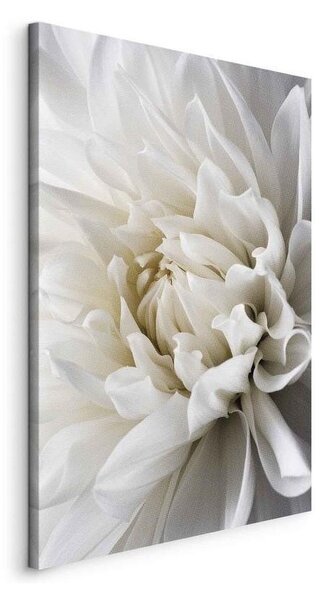 Quadro White Dahlia