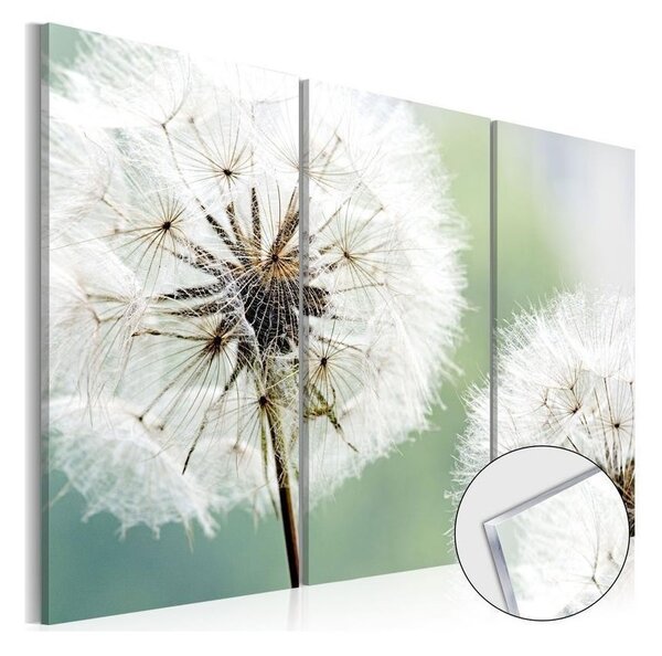 Quadri su vetro acrilico Fluffy Dandelions [Glass]