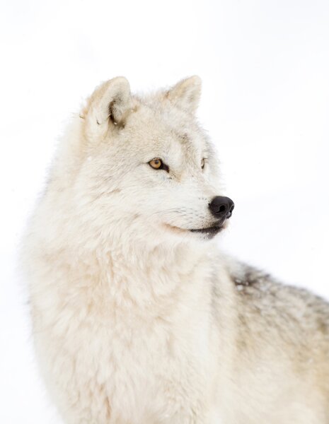 Carta da parati Arctic Wolf su uno sfondo bianco, Carta da parati Animali, u98189 : Uwalls.it
