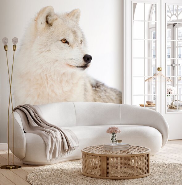 Carta da parati Arctic Wolf su uno sfondo bianco, Carta da parati Animali, u98189 : Uwalls.it