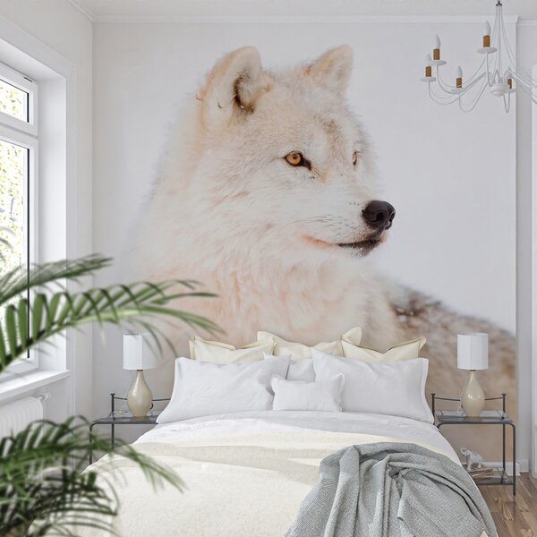 Carta da parati Arctic Wolf su uno sfondo bianco, Carta da parati Animali, u98189 : Uwalls.it