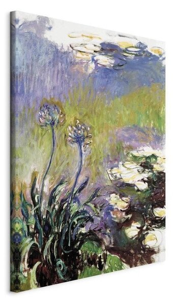 Quadro - Agapanthus