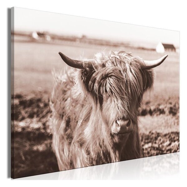 Quadro - A Scottish Cow in Sepia