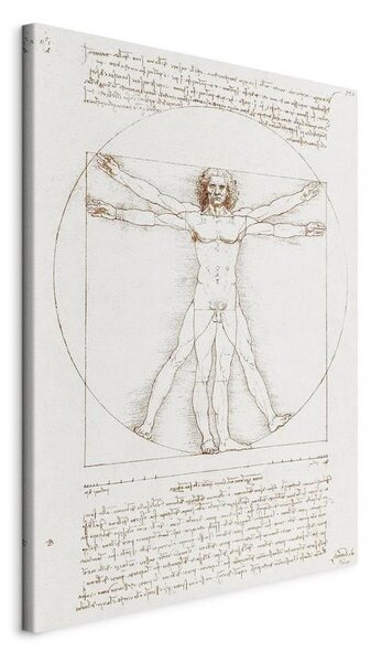 Quadro - Vitruvian Man (Proportions of the human body according to Vitruvius)