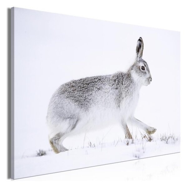 Quadro - Hare (1 Part) Wide