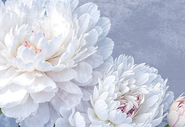 Carta da parati Fiori di peonia bianchi dettagliati con petali morbidi e delicati su uno sfondo blu, Carta da parati Floreale, w08379 : Uwalls.it