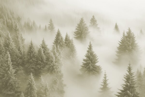 Carta da parati Nebbia fitta che avvolge una foresta innevata mattutina in morbide tonalità verdi, Carta da parati Natura, w02064v2 : Uwalls.it