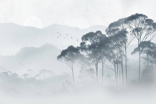 Carta da parati Alberi nella nebbia, paesaggi naturali, uccelli, sole, colori, Carta da parati Natura, Carta da parati Foglie, w02740v1 : Uwalls.it