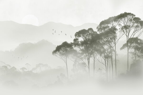 Carta da parati Alberi nella nebbia, paesaggi naturali, uccelli, sole, colori verdi, Carta da parati Natura, w02740 : Uwalls.it
