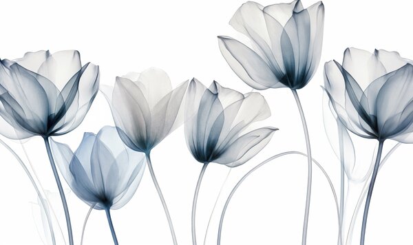 Carta da parati Fiori di tulipano blu e bianchi traslucidi con steli lunghi, su sfondo chiaro, arte, Carta da parati Floreale, w09538 : Uwalls.it