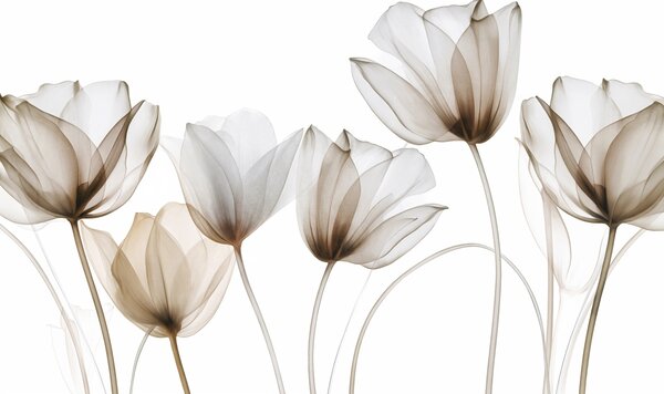 Carta da parati Fiori di tulipano traslucidi marroni e bianchi con steli lunghi, su sfondo chiaro,, Carta da parati Floreale, w09538v1 : Uwalls.it