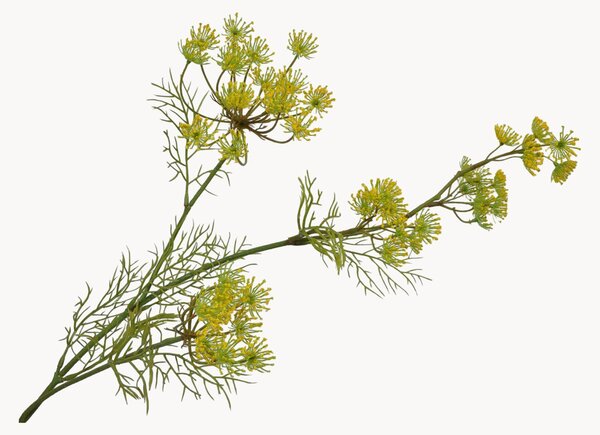 Set di 2 fiori artificiali Queen Anne's Lace
